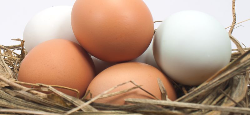 Gemüse- und Obstgroßhandel und die Herstellung von gekochten gereinigten Produkten